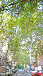 ARBOLES CALLE PELICANO